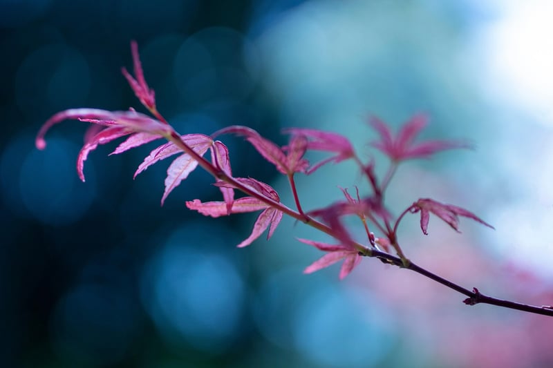 Japanese Maples
