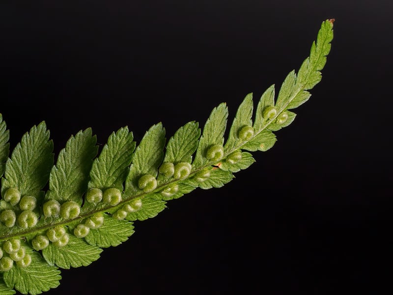 Moss and Ferns