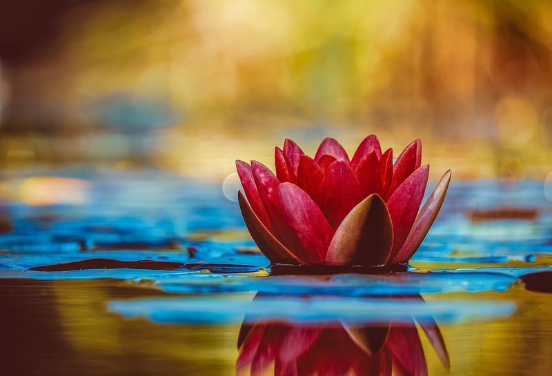 Zen Blossoms