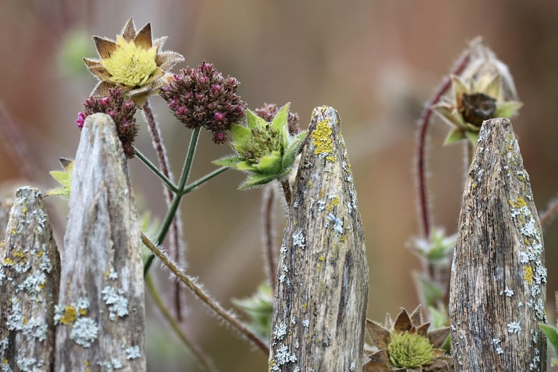 Plants close together in garden