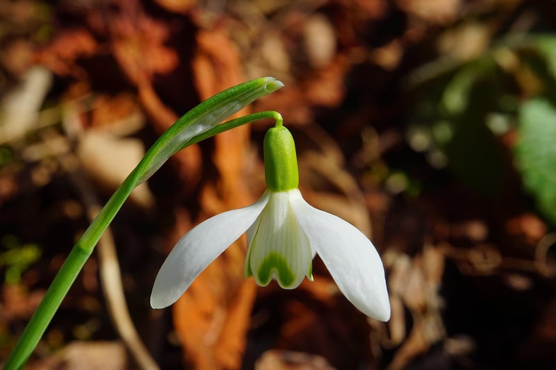 Spring Garden