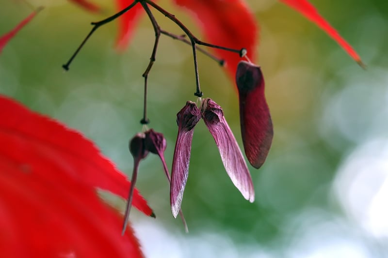 Japanese Maple Tree