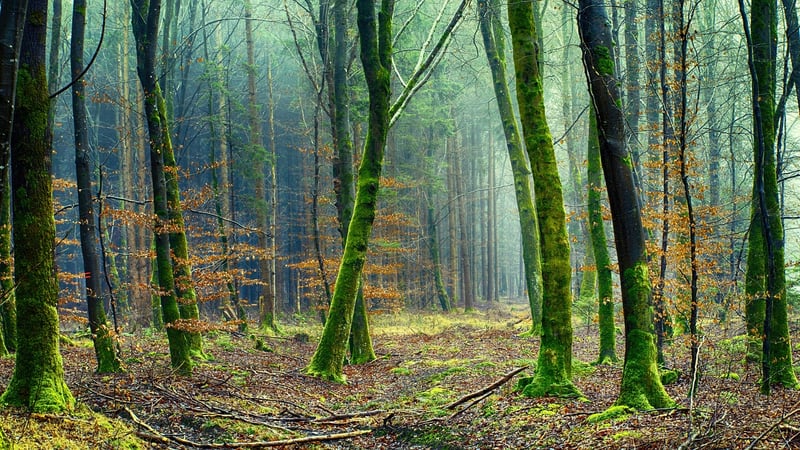 Moss in a forest