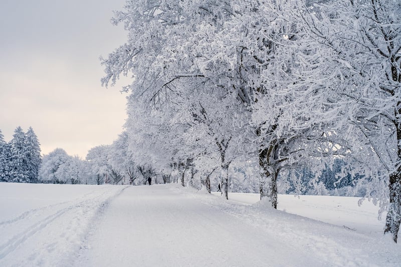 Winter Garden